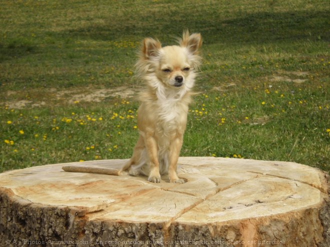 Photo de Chihuahua  poil long