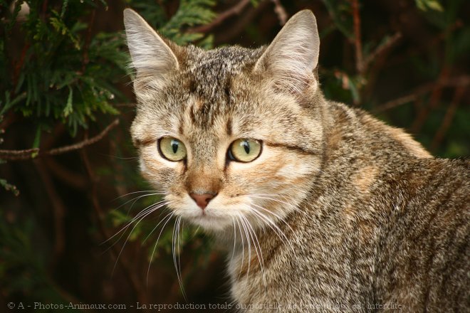 Photo de Chat domestique