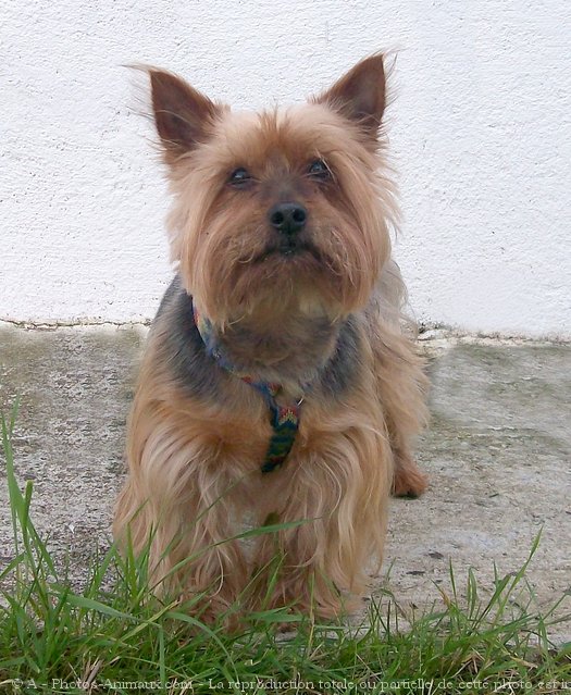 Photo de Yorkshire terrier