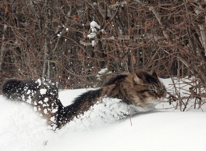 Photo de Siberien