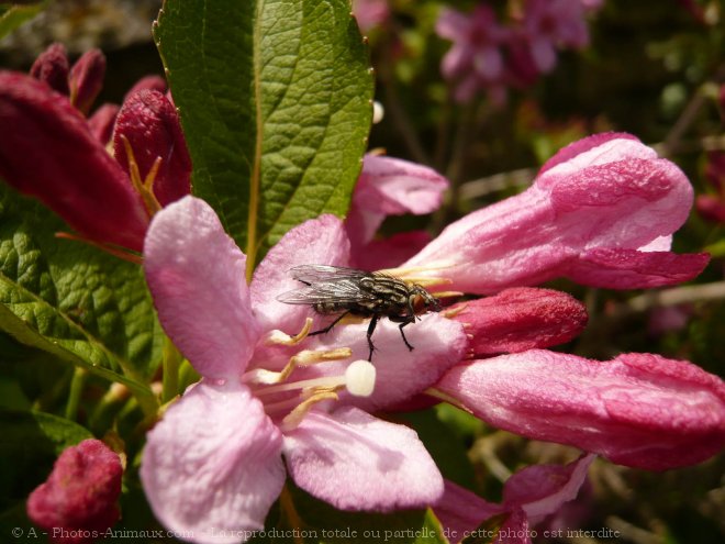 Photo de Mouche