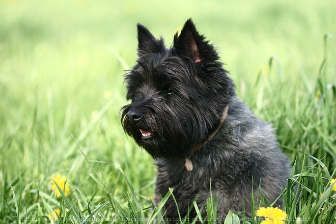 Photo de Cairn terrier