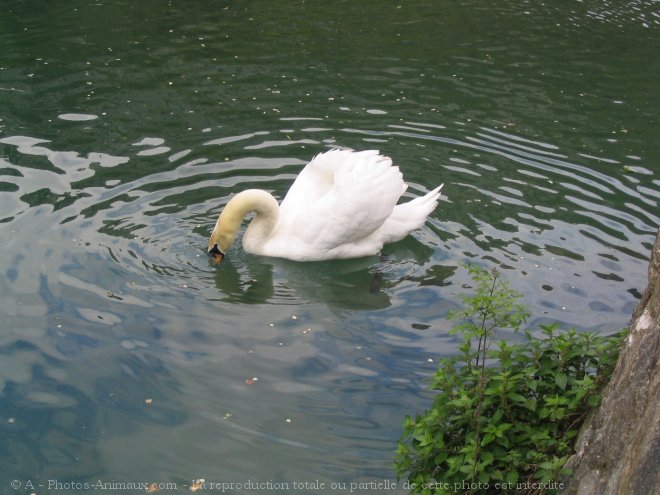 Photo de Cygne