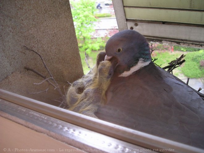 Photo de Pigeon