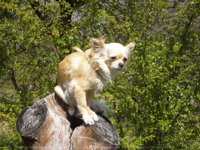 Photo de Chihuahua  poil long