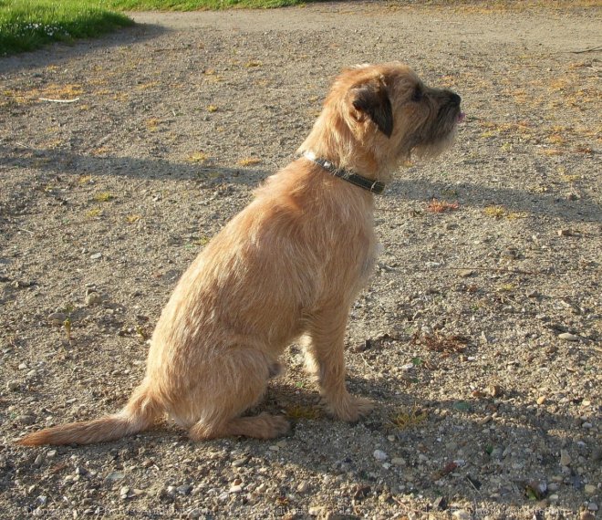 Photo de Border terrier