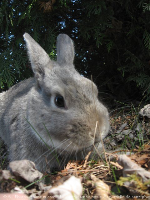 Photo de Lapin