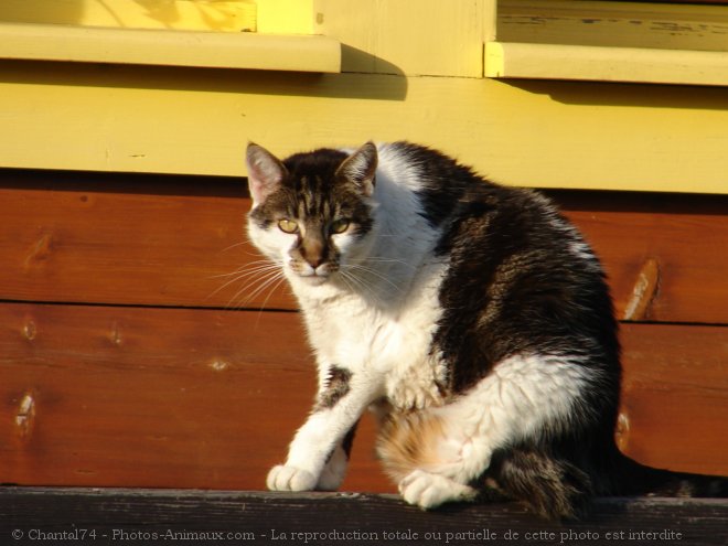 Photo de Chat domestique