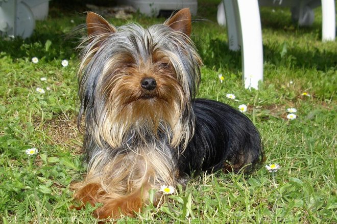 Photo de Yorkshire terrier