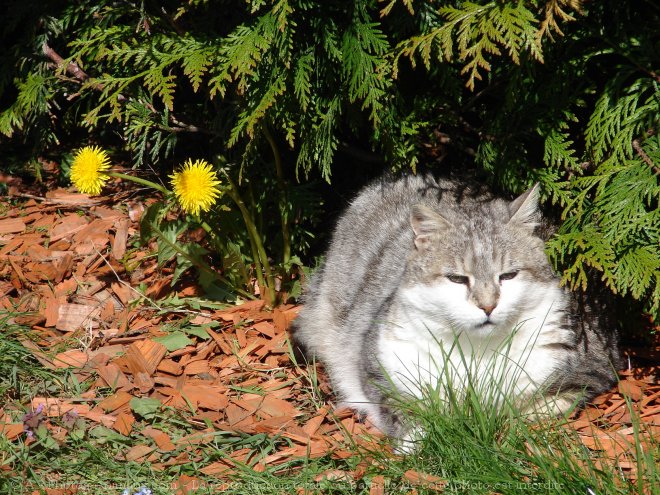 Photo de Chat domestique