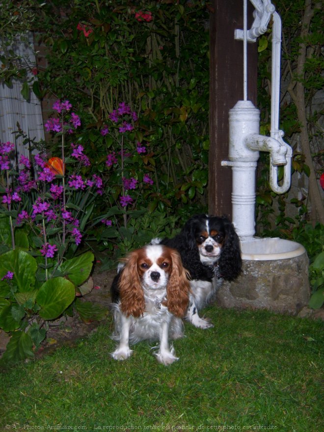 Photo de Cavalier king charles spaniel