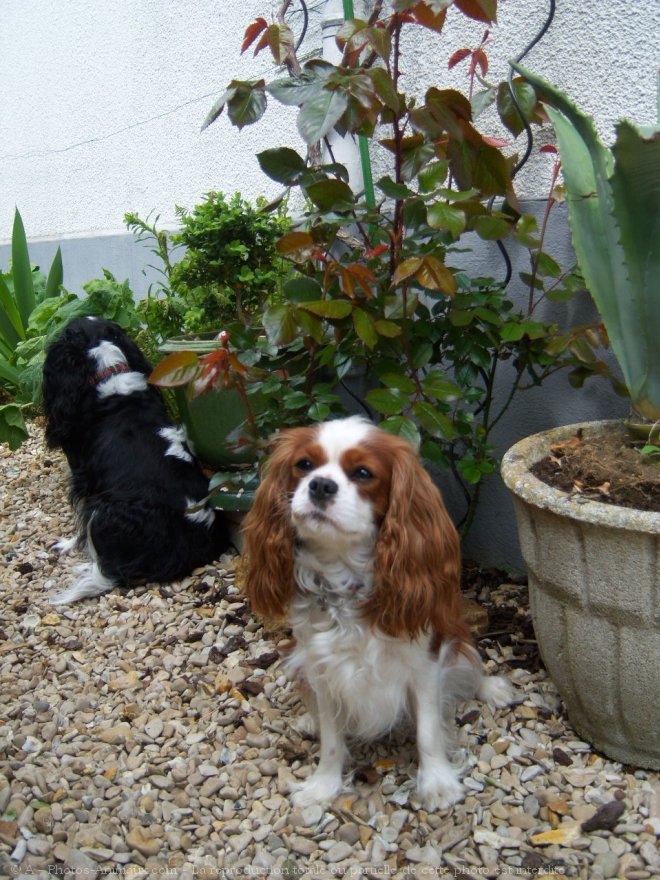 Photo de Cavalier king charles spaniel