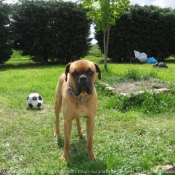 Photo de Boxer