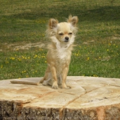 Photo de Chihuahua  poil long