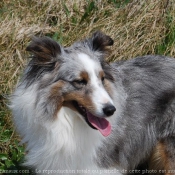 Photo de Chien de berger des shetland