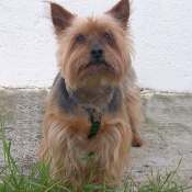 Photo de Yorkshire terrier