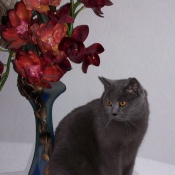 Photo de Chartreux