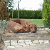 Photo de Chien de recherche au sang de hanovre