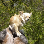 Photo de Chihuahua  poil long