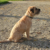 Photo de Border terrier