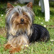 Photo de Yorkshire terrier