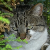 Photo de Chat domestique