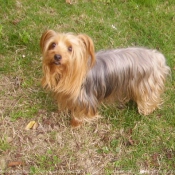 Photo de Yorkshire terrier