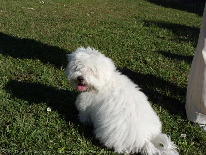 Photo de Coton de tulear