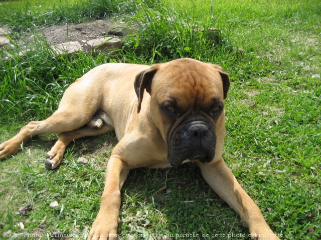 Photo de Boxer