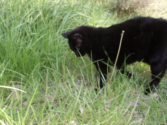 Photo de Chat domestique