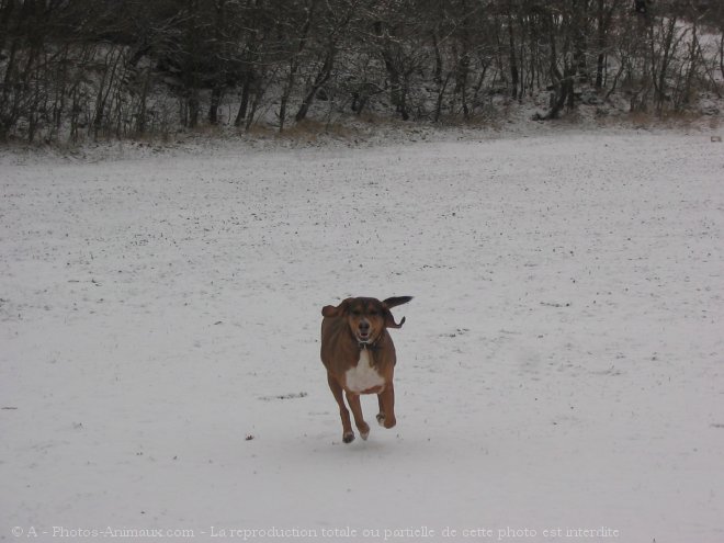 Photo de Chien courant suisse - bruno du jura