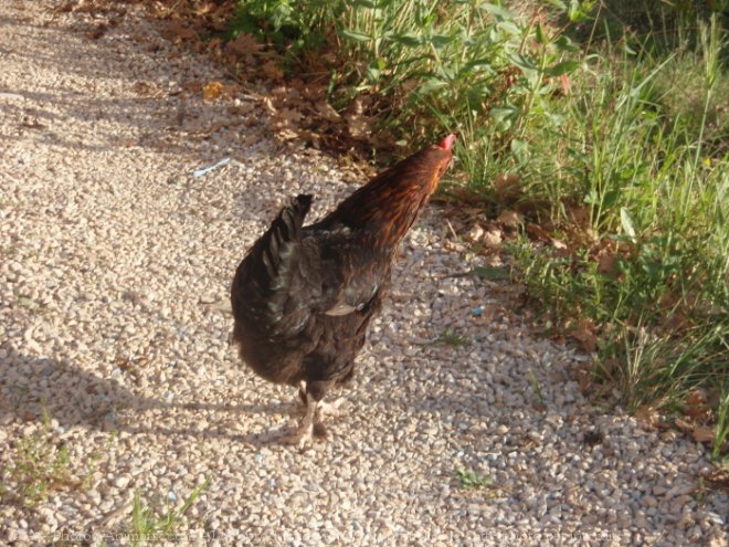 Photo de Poule