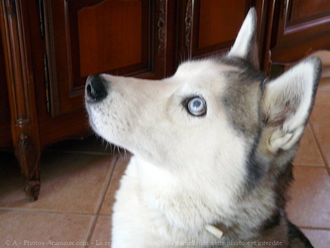 Photo de Husky siberien