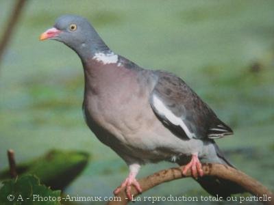 Photo de Pigeon