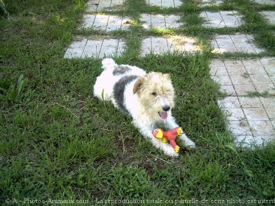 Photo de Fox terrier  poil dur