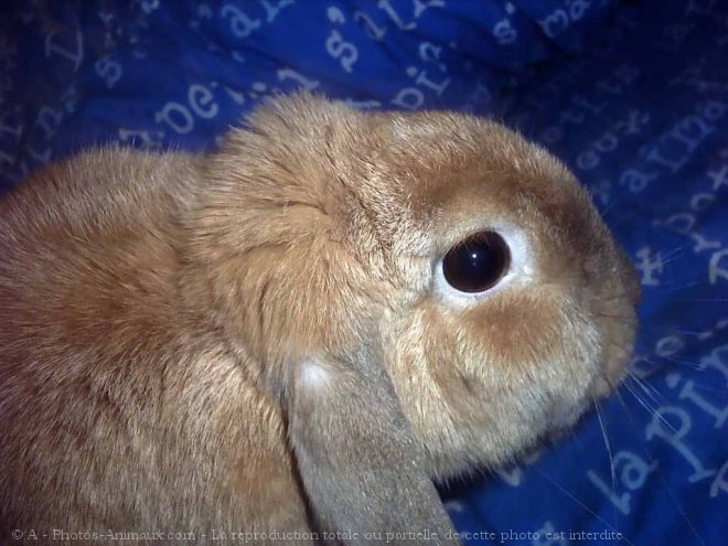 Photo de Lapin