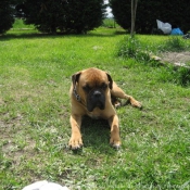 Photo de Boxer