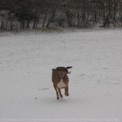 Photo de Chien courant suisse - bruno du jura