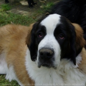 Photo de Saint-bernard poil long