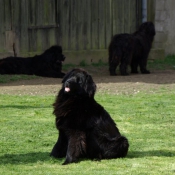 Photo de Chien de terre-neuve