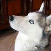 Photo de Husky siberien