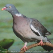 Photo de Pigeon