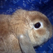 Photo de Lapin