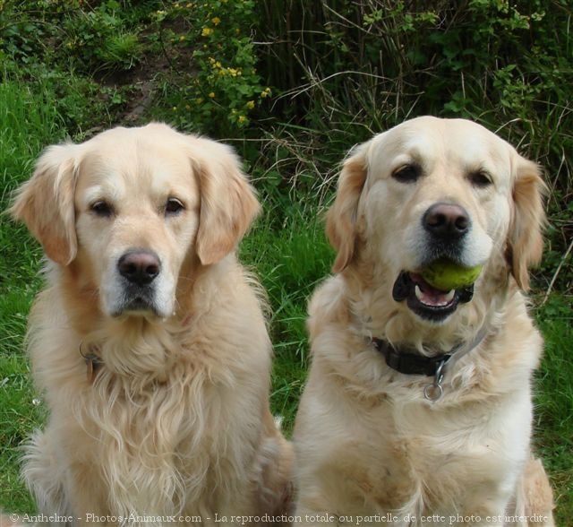 Photo de Golden retriever