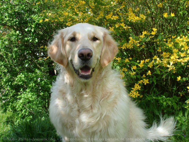 Photo de Golden retriever