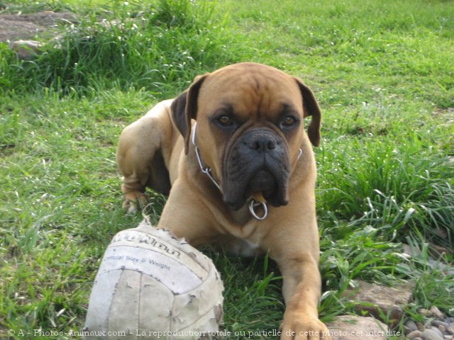 Photo de Boxer