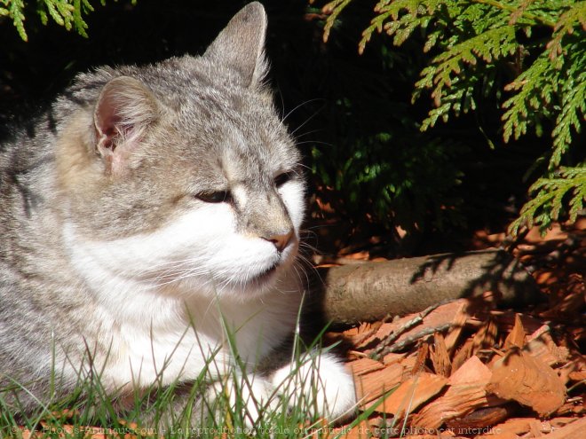 Photo de Chat domestique