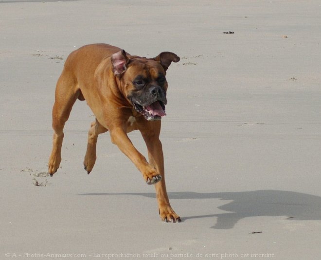 Photo de Boxer