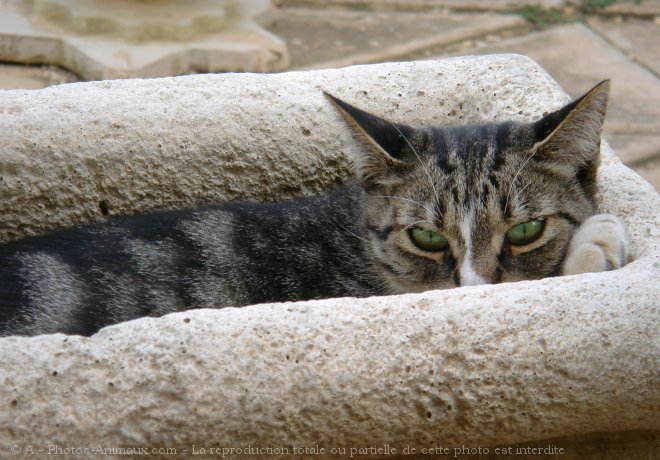 Photo de Chat domestique