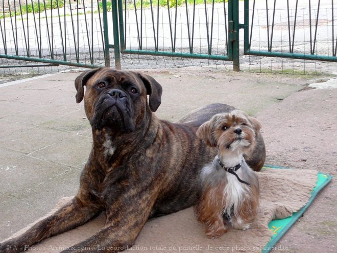 Photo de Bullmastiff